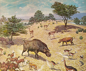 Miocene mammals in a grassy field